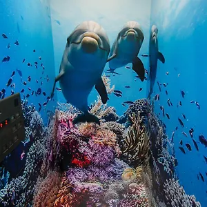 Tabist Sparkling Dolphins Japan